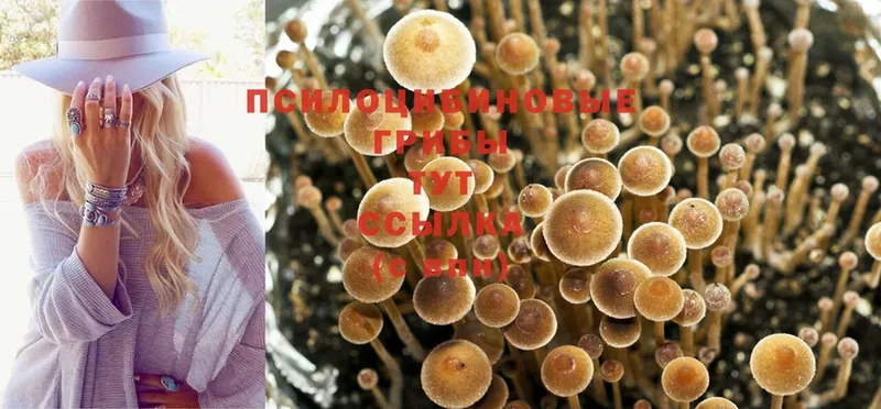 где продают наркотики  Геленджик  Псилоцибиновые грибы Magic Shrooms 